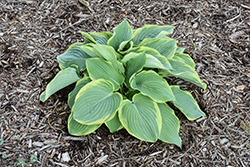 Gigantosaurus Hosta (Hosta 'Gigantosaurus') at Lakeshore Garden Centres