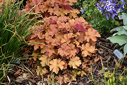 Dolce Toffee Tart Coral Bells (Heuchera 'Toffee Tart') at Lakeshore Garden Centres
