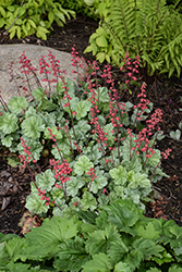 Dolce Spearmint Coral Bells (Heuchera 'Spearmint') at Lakeshore Garden Centres