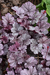 Smoke and Mirrors Coral Bells (Heuchera 'Smoke And Mirrors') at Lakeshore Garden Centres