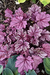 Pink Panther Coral Bells (Heuchera 'Pink Panther') at Lakeshore Garden Centres
