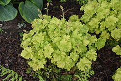 Twist of Lime Coral Bells (Heuchera 'Twist of Lime') at Lakeshore Garden Centres