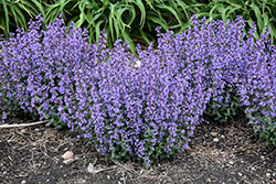 Cat's Pajamas Catmint (Nepeta 'Cat's Pajamas') at Lakeshore Garden Centres