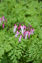 Dolly Sods Bleeding Heart (Dicentra eximia 'Dolly Sods') at Lakeshore Garden Centres