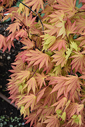 Autumn Moon Full Moon Maple (Acer shirasawanum 'Autumn Moon') at Lakeshore Garden Centres