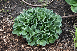 Blue Mouse Ears Hosta (Hosta 'Blue Mouse Ears') at Lakeshore Garden Centres