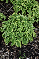 Wrinkle in Time Hosta (Hosta 'Wrinkle in Time') at Lakeshore Garden Centres