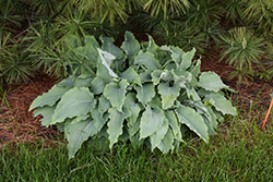 Neptune Hosta (Hosta 'Neptune') at Lakeshore Garden Centres