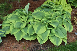 Spartacus Hosta (Hosta 'Spartacus') at Lakeshore Garden Centres