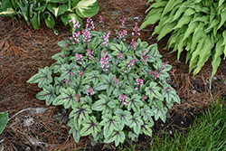 Pink Fizz Foamy Bells (Heucherella 'Pink Fizz') at Lakeshore Garden Centres