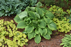 Twin Cities Hosta (Hosta 'Twin Cities') at Lakeshore Garden Centres