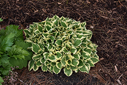 Diamonds Are Forever Hosta (Hosta 'Diamonds Are Forever') at Lakeshore Garden Centres
