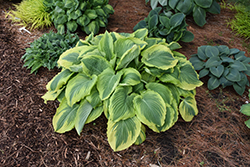 Trendsetter Hosta (Hosta 'Trendsetter') at Lakeshore Garden Centres