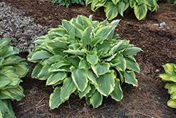 Shadowland Hope Springs Eternal Hosta (Hosta 'Hope Springs Eternal') at Lakeshore Garden Centres