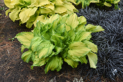 First Dance Hosta (Hosta 'First Dance') at Lakeshore Garden Centres
