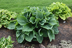 Blue Angel Hosta (Hosta 'Blue Angel') at Lakeshore Garden Centres