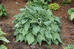 Wind Beneath My Wings Hosta (Hosta 'Wind Beneath My Wings') at Lakeshore Garden Centres