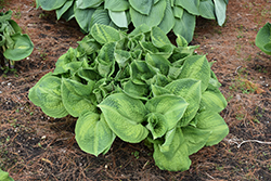 Brother Stefan Hosta (Hosta 'Brother Stefan') at Lakeshore Garden Centres