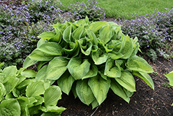Paradigm Hosta (Hosta 'Paradigm') at Lakeshore Garden Centres
