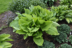 Age of Gold Hosta (Hosta 'Age of Gold') at Lakeshore Garden Centres