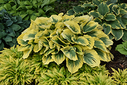 Liberty Hosta (Hosta 'Liberty') at Lakeshore Garden Centres