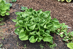 Pocketful Of Sunshine Hosta (Hosta 'Pocketful Of Sunshine') at Lakeshore Garden Centres