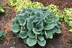 Hadspen Blue Hosta (Hosta 'Hadspen Blue') at Lakeshore Garden Centres