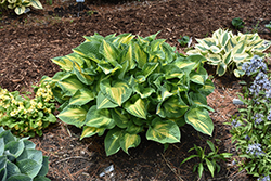 Happy Dayz Hosta (Hosta 'Happy Dayz') at Lakeshore Garden Centres
