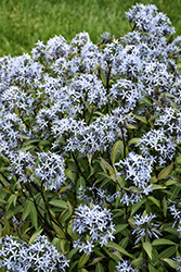 Storm Cloud Bluestar (Amsonia tabernaemontana 'Storm Cloud') at Lakeshore Garden Centres