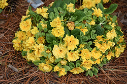 Prima Belarina Spring Sun Primrose (Primula vulgaris 'Kerbelsun') at Lakeshore Garden Centres
