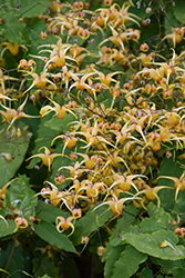 Amber Queen Barrenwort (Epimedium 'Amber Queen') at Lakeshore Garden Centres