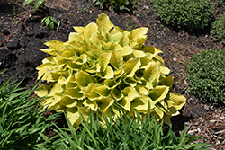 Maui Buttercups Hosta (Hosta 'Maui Buttercups') at Lakeshore Garden Centres