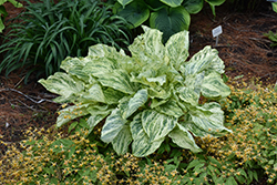 Emperor's New Clothes Hosta (Hosta 'Emperor's New Clothes') at Lakeshore Garden Centres