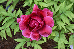 Red Tree Peony (Paeonia suffruticosa 'Red') at Lakeshore Garden Centres