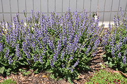 Color Spires Azure Snow Sage (Salvia 'Azure Snow') at Lakeshore Garden Centres