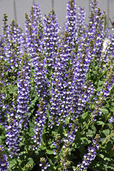Color Spires Azure Snow Sage (Salvia 'Azure Snow') at Lakeshore Garden Centres