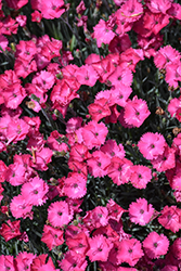 Paint The Town Fancy Pinks (Dianthus 'Paint The Town Fancy') at Lakeshore Garden Centres