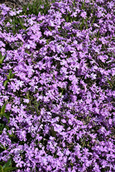 Spring Bling Pink Sparkles Creeping Phlox (Phlox subulata 'Pink Sparkles') at Lakeshore Garden Centres
