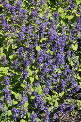 Chartreuse On The Loose Catmint (Nepeta 'Chartreuse On The Loose') at Lakeshore Garden Centres