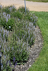 Perfect Profusion Meadow Sage (Salvia nemorosa 'Perfect Profusion') at Lakeshore Garden Centres
