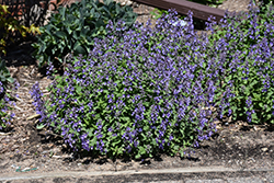 Picture Purrfect Catmint (Nepeta 'Picture Purrfect') at Lakeshore Garden Centres