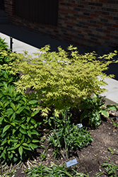 Grandma Ghost Japanese Maple (Acer palmatum 'Grandma Ghost') at Lakeshore Garden Centres