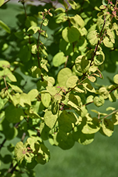 Claim Jumper Katsura Tree (Cercidiphyllum japonicum 'Claim Jumper') at Lakeshore Garden Centres