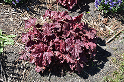 Red Dragon Coral Bells (Heuchera 'Red Dragon') at Lakeshore Garden Centres