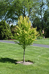 Claim Jumper Katsura Tree (Cercidiphyllum japonicum 'Claim Jumper') at Lakeshore Garden Centres