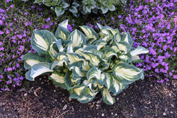 Hans Hosta (Hosta 'Hans') at Lakeshore Garden Centres