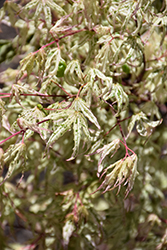 Floating Cloud Japanese Maple (Acer palmatum 'Ukigumo') at Lakeshore Garden Centres