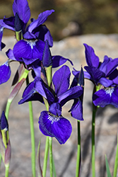 Caesar's Brother Siberian Iris (Iris sibirica 'Caesar's Brother') at Lakeshore Garden Centres