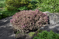 My Monet Purple Effect Weigela (Weigela florida 'Verweig8') at Lakeshore Garden Centres