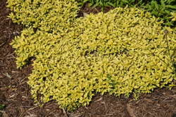 Aztec Gold Creeping Speedwell (Veronica prostrata 'Aztec Gold') at Lakeshore Garden Centres